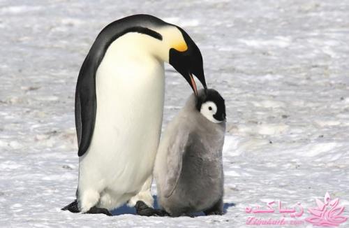 پرندگان زیبا